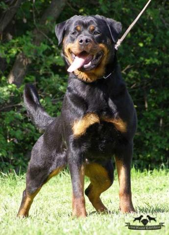 Rottweiler