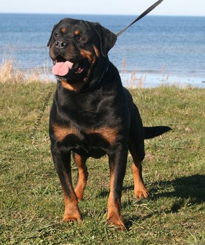 Rottweiler