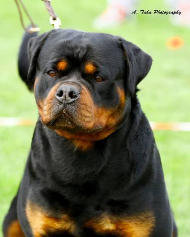 Rottweiler