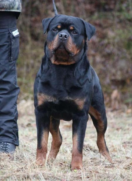 Rottweiler