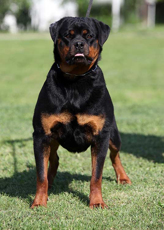 Rottweiler