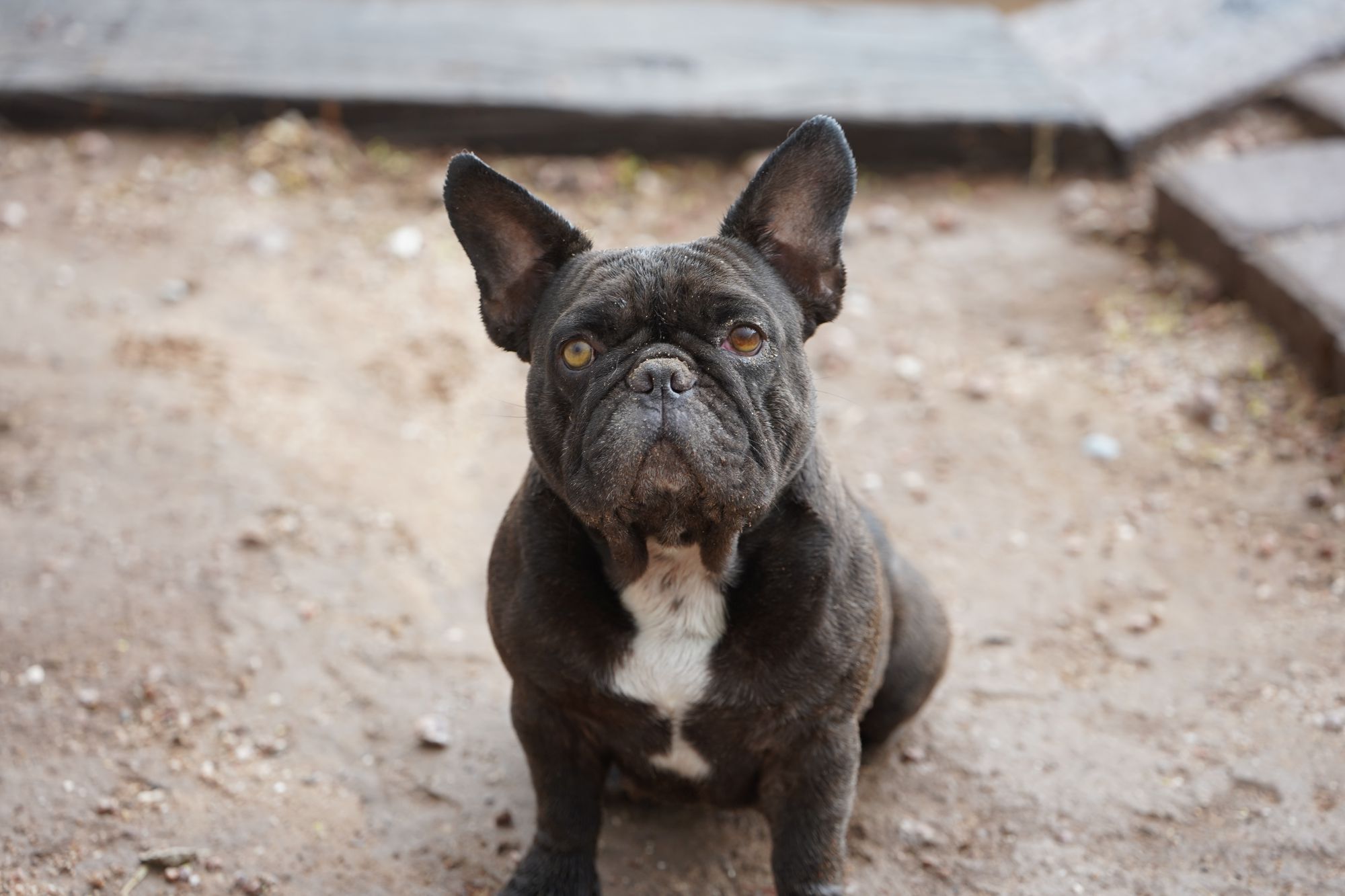 french-bulldog