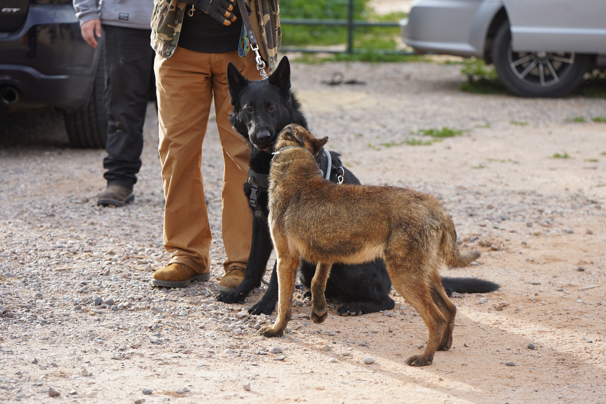 Malinois