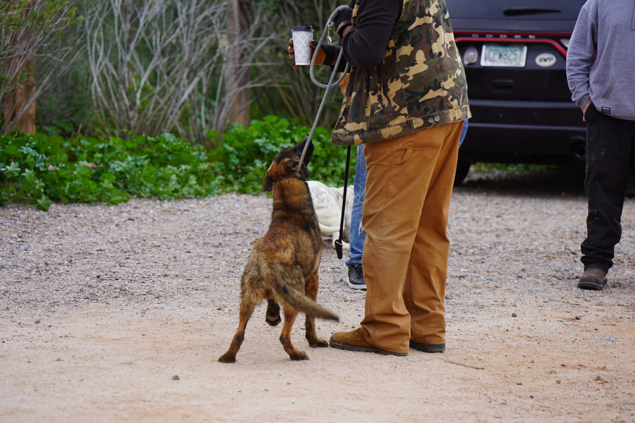 Malinois