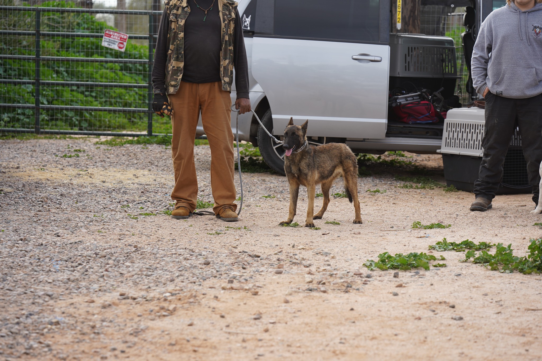 Malinois