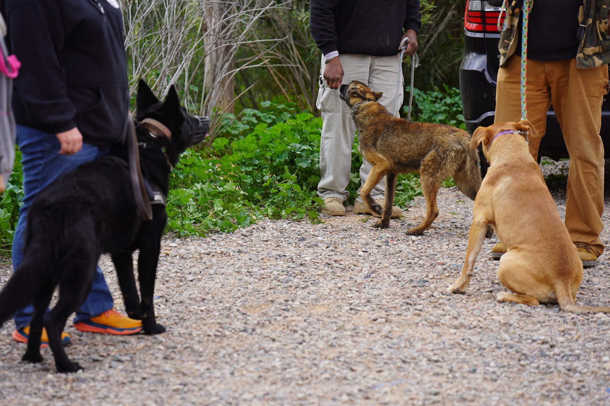 Malinois