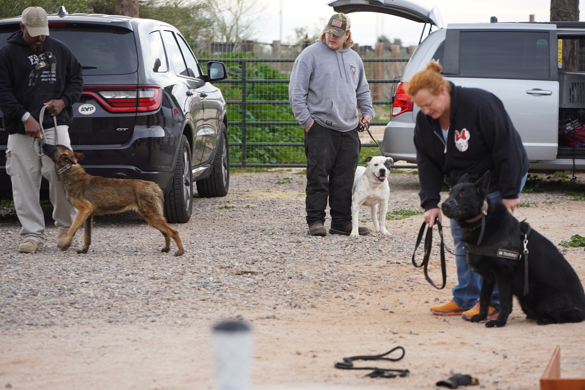 Malinois