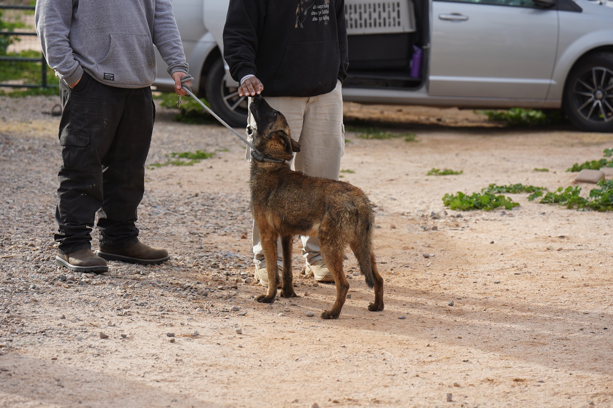 Malinois
