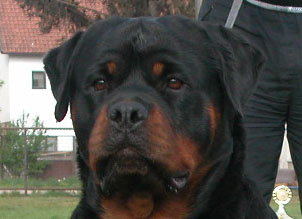 Rottweiler