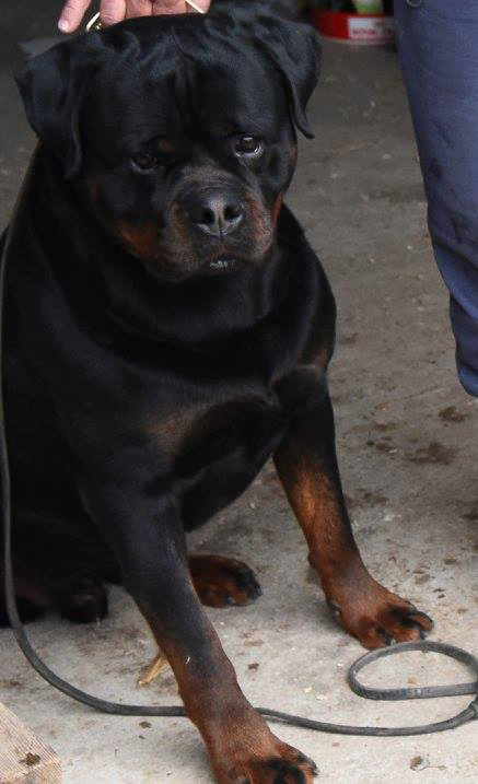 Rottweiler