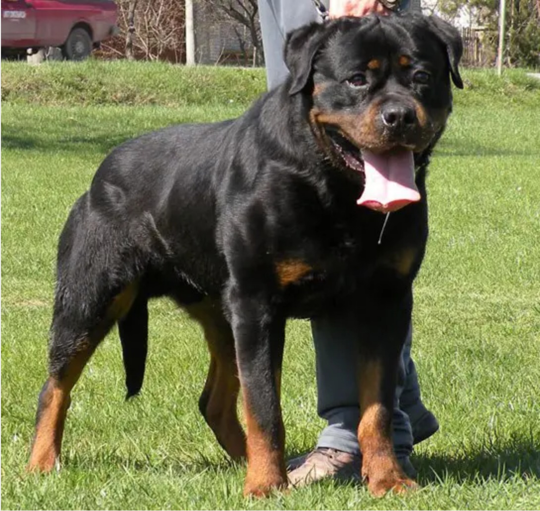 Rottweiler