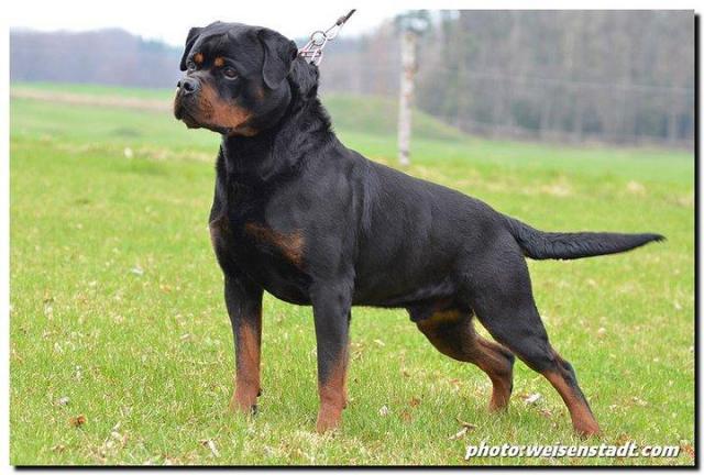 Rottweiler