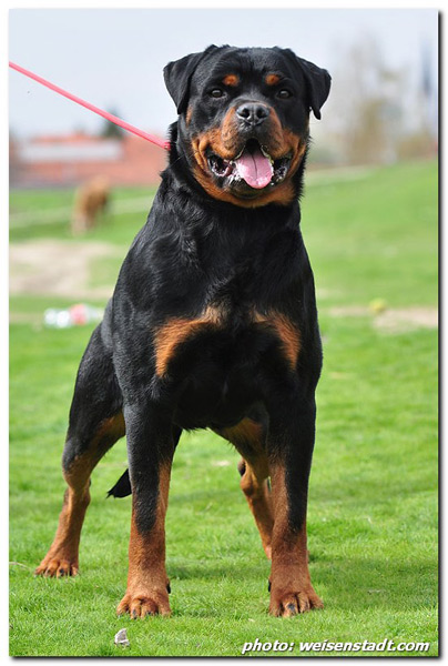 Rottweiler