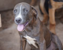 Midnight-BlueBrindle-M-2022.jpg