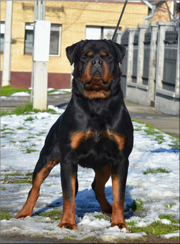 Rottweiler