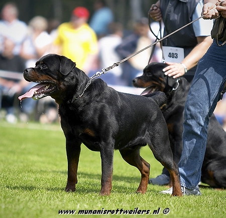 Rottweiler