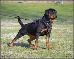 Rottweiler