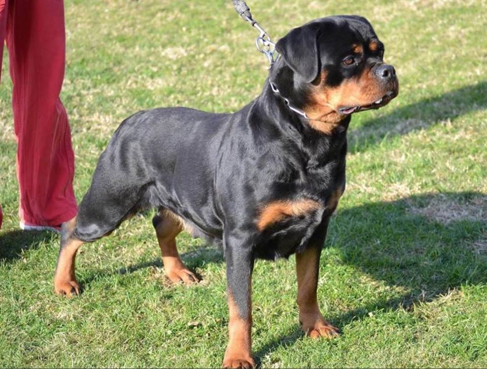 Rottweiler