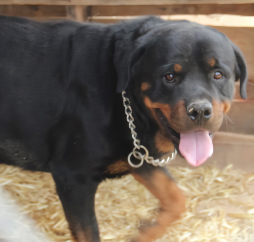 Rottweiler