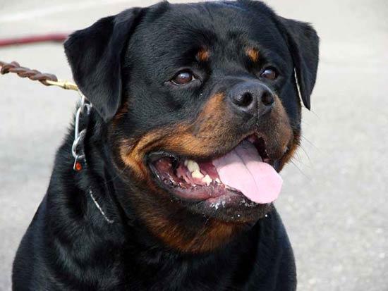 Rottweiler