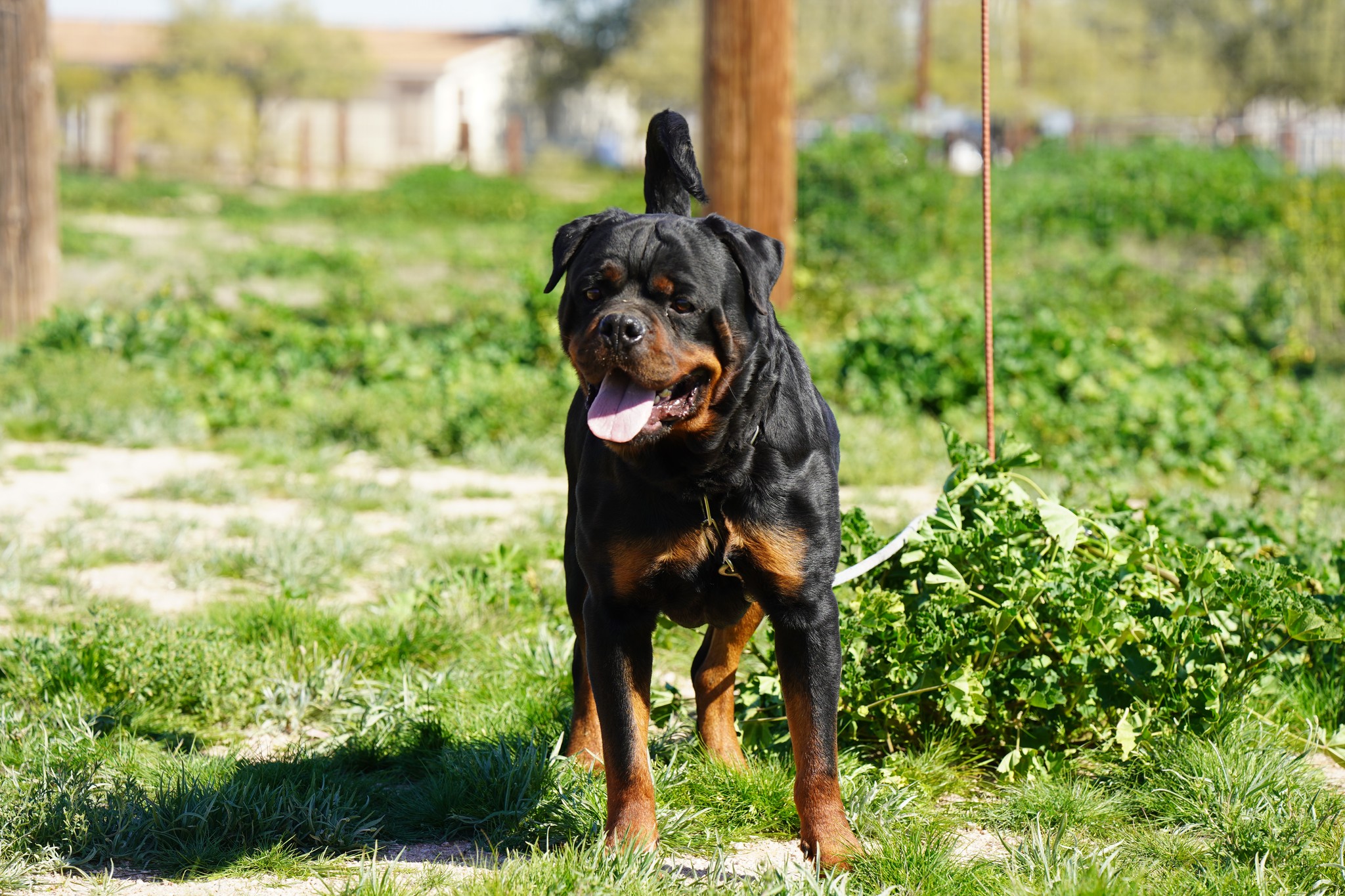 Rottweiler