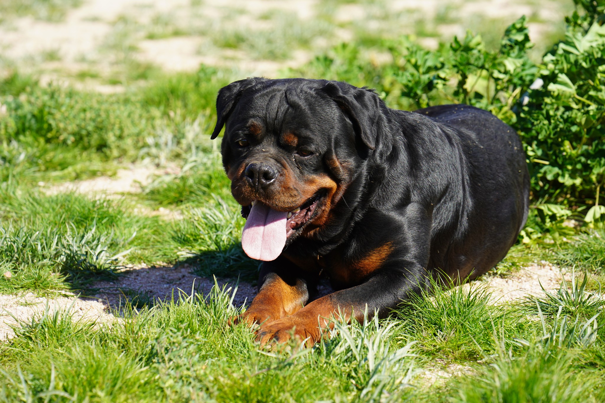 Rottweiler