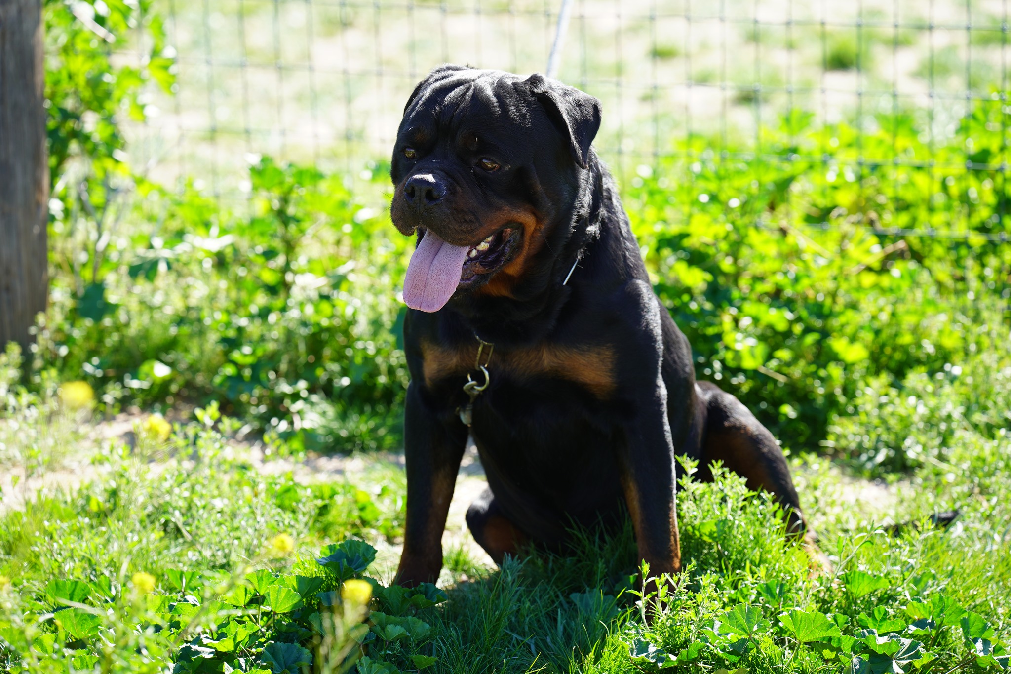 Rottweiler