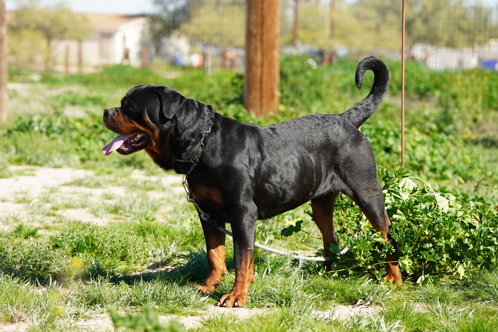 Rottweiler