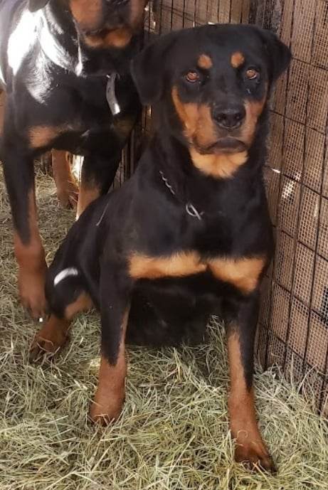 Rottweiler