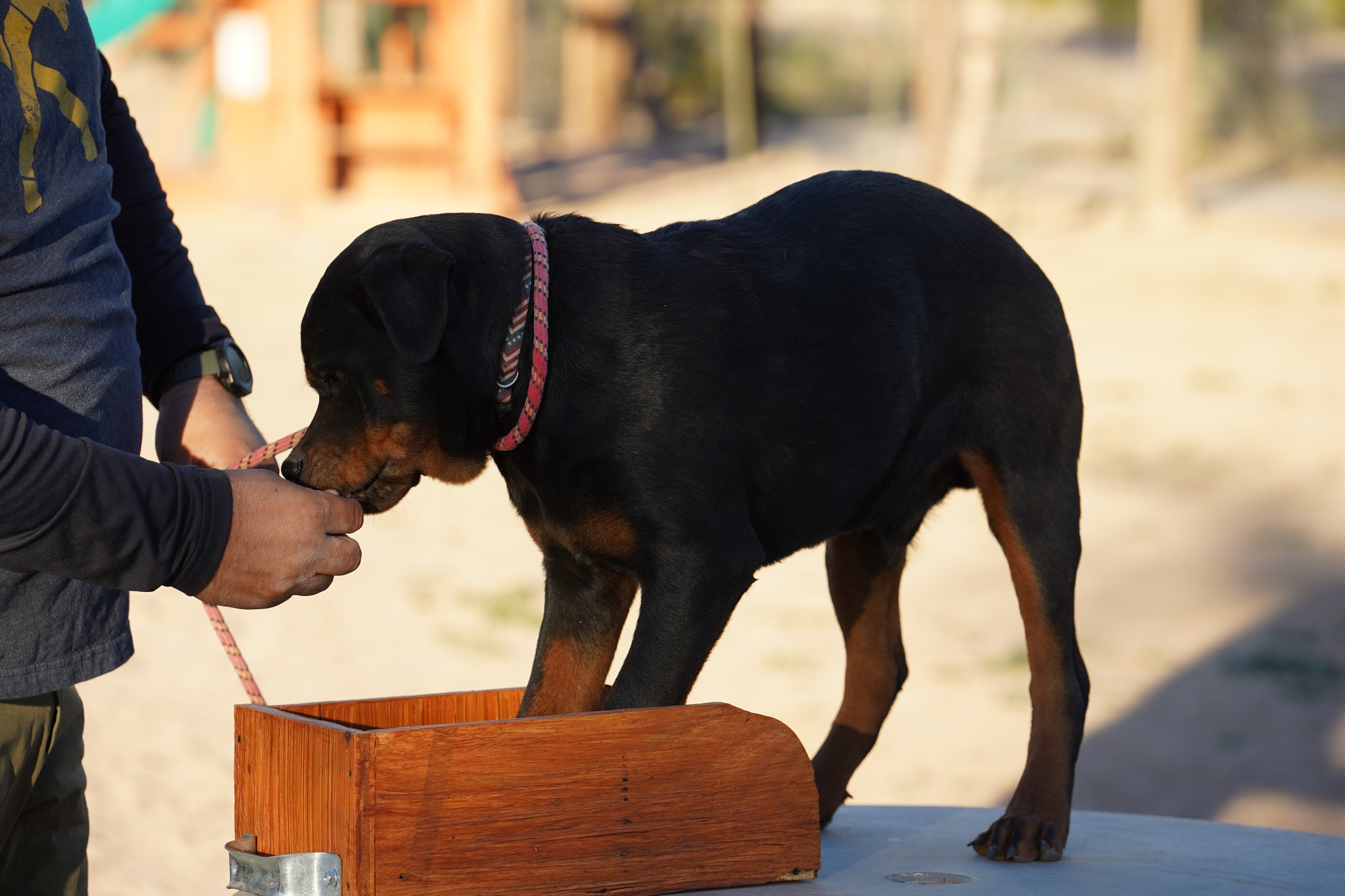 Rottweiler