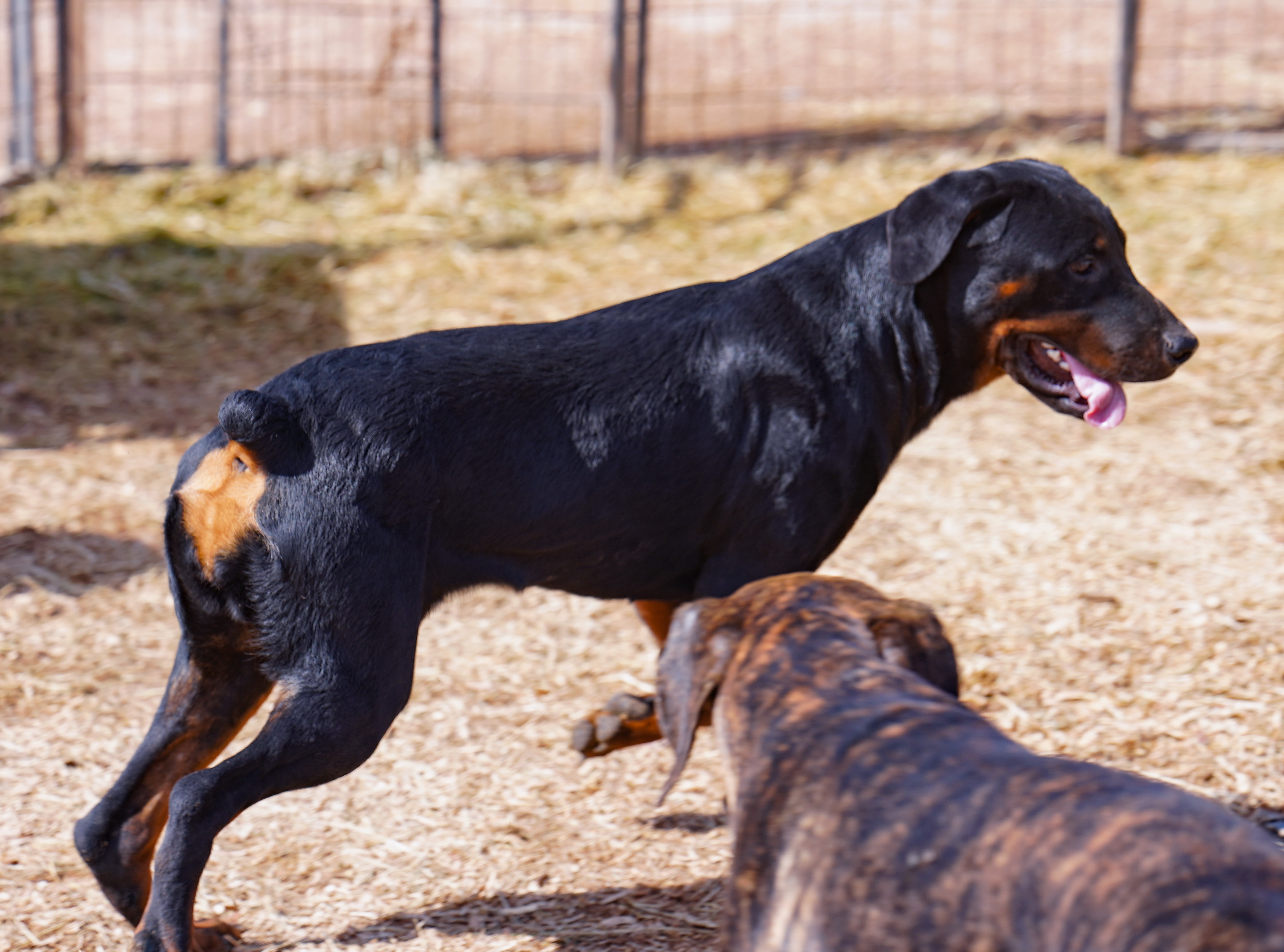 Rottweiler