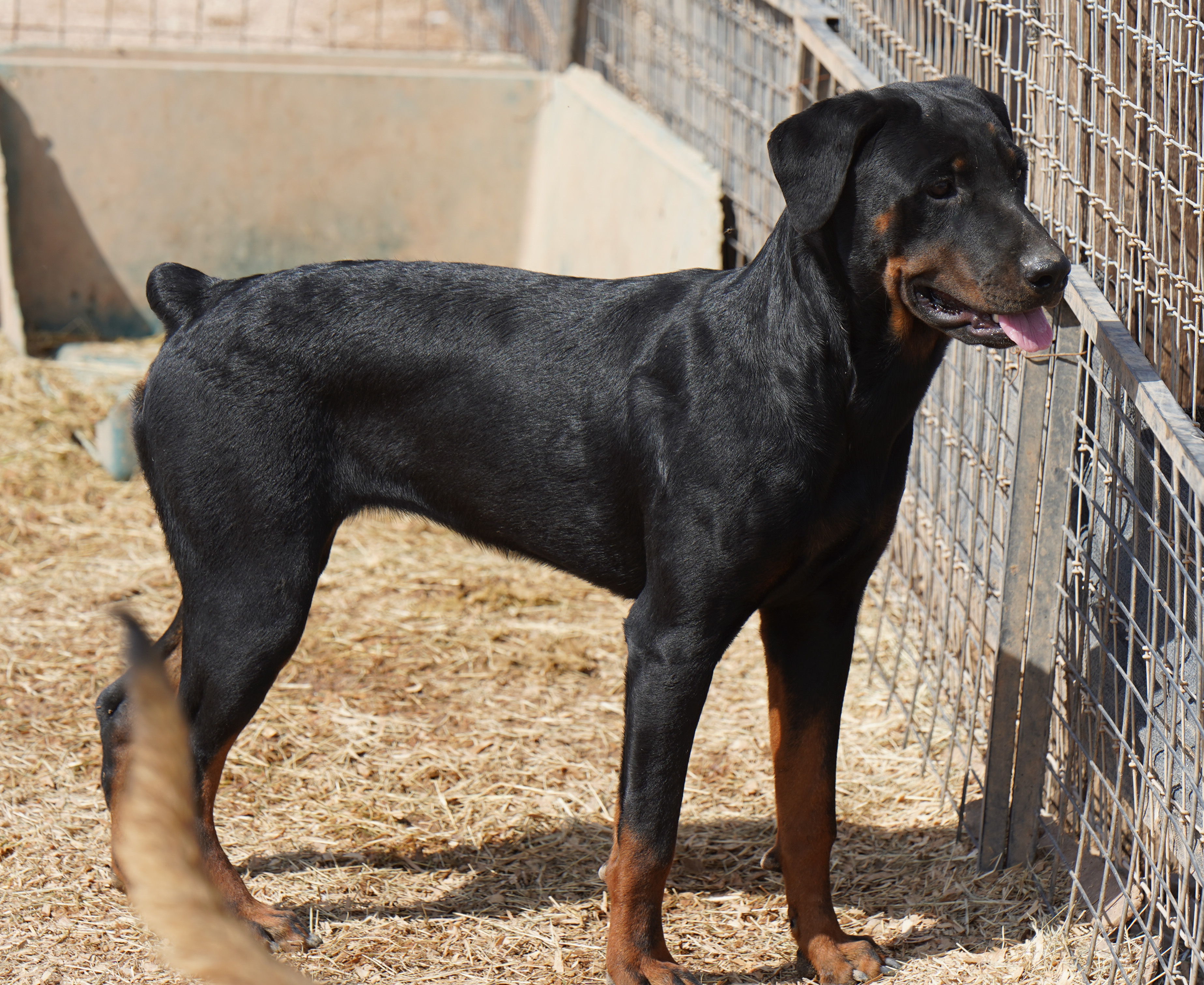 Rottweiler