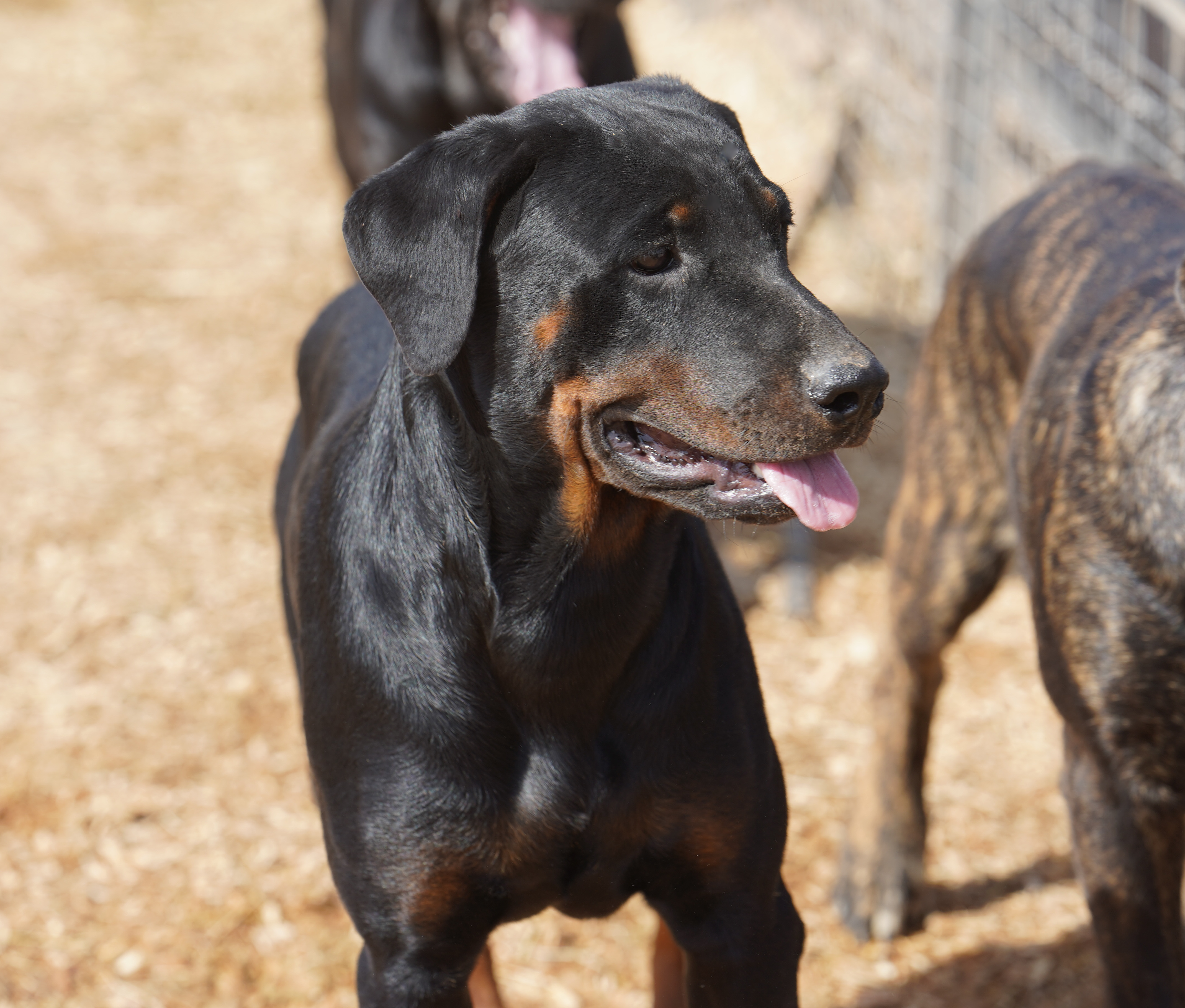 Rottweiler