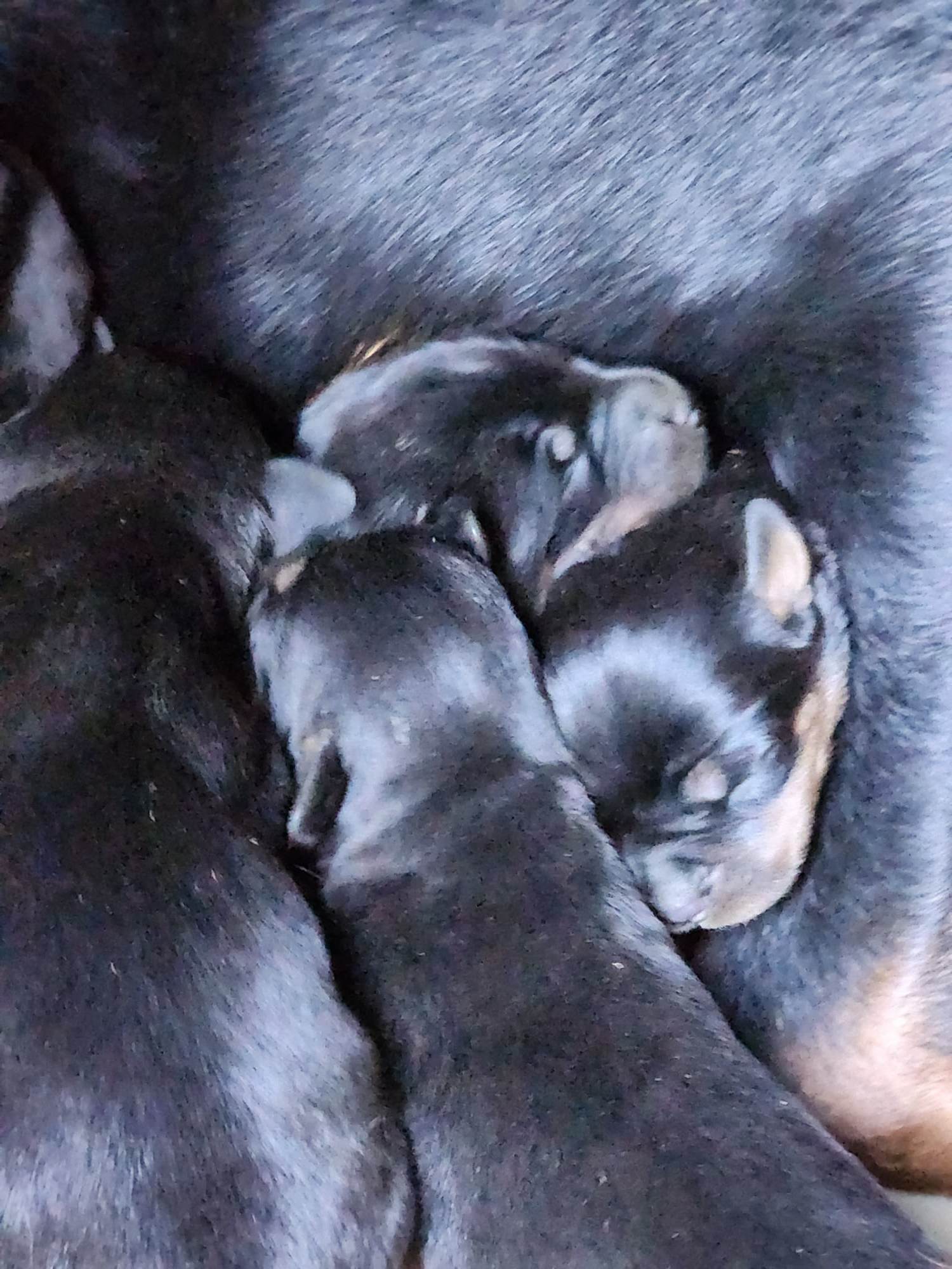 Rottweiler
