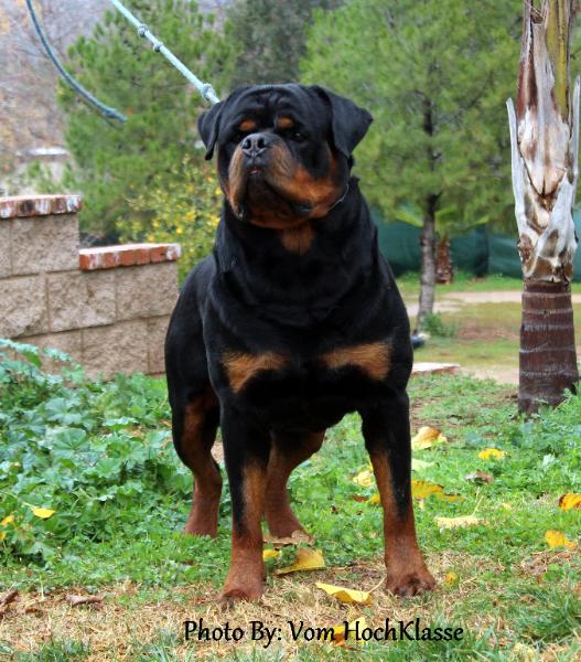 Rottweiler