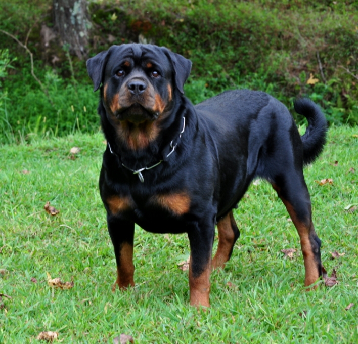 Rottweiler