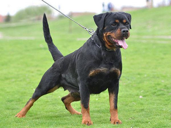 Rottweiler