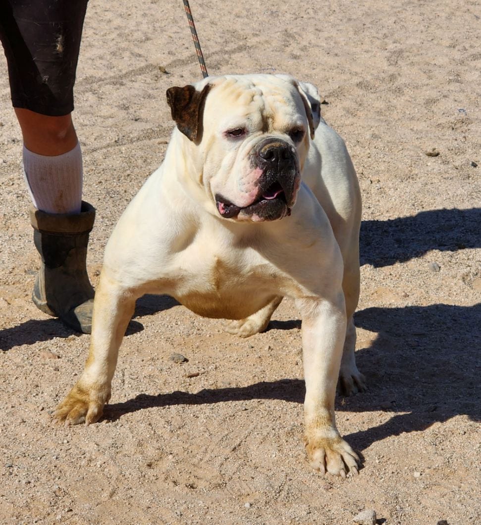 American Bulldog