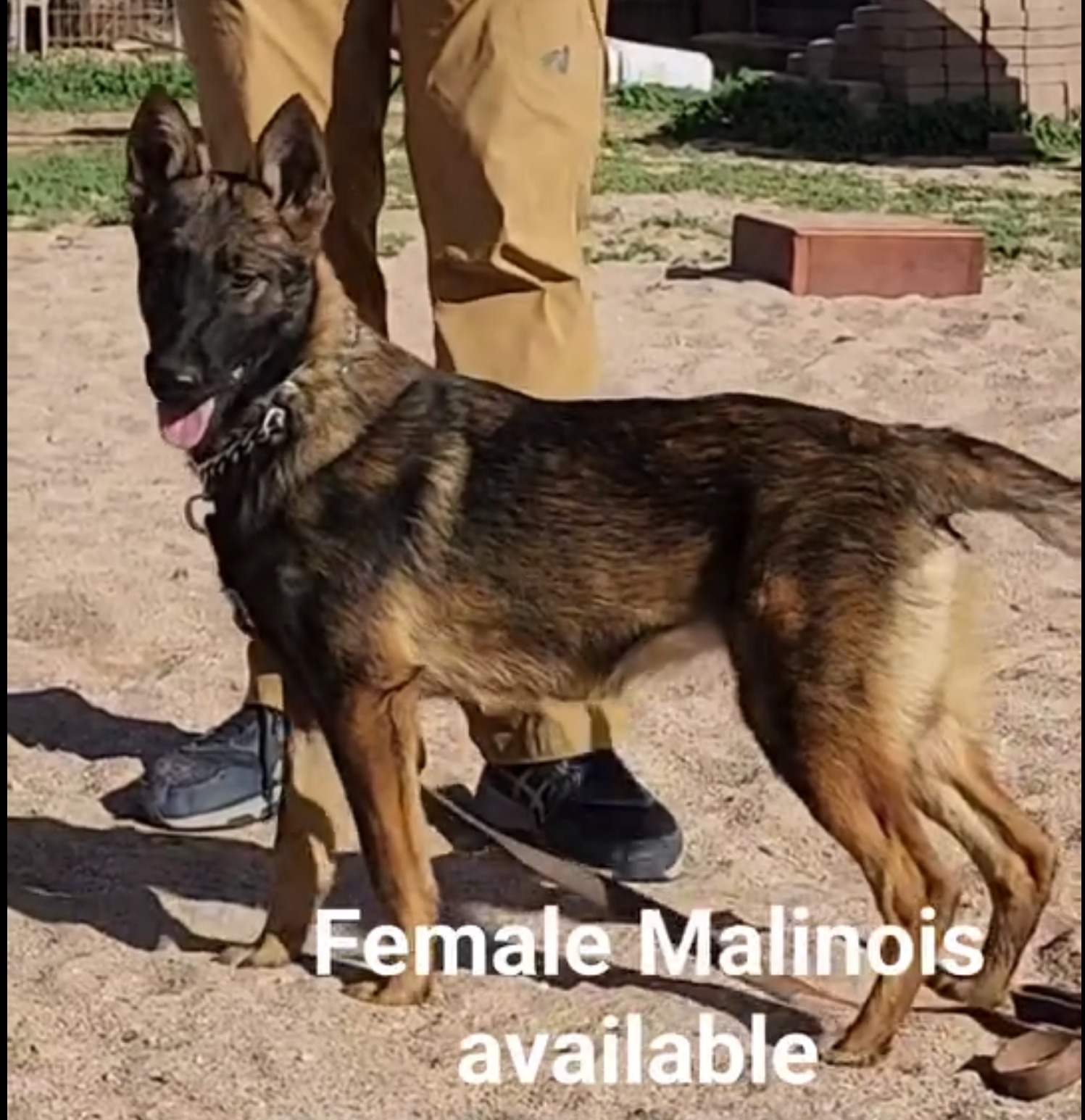 malinois