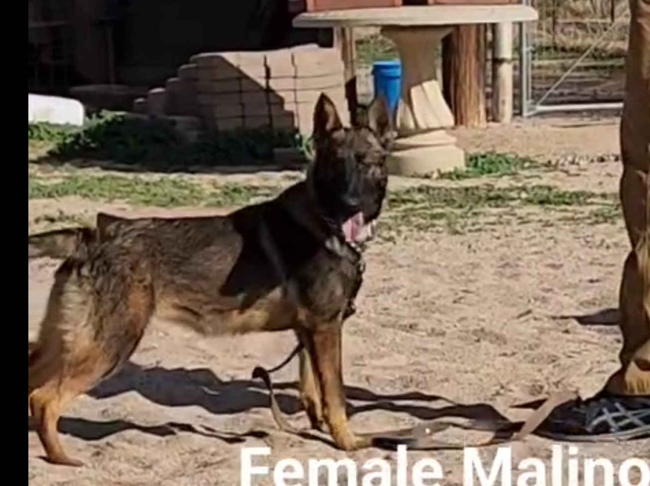 malinois