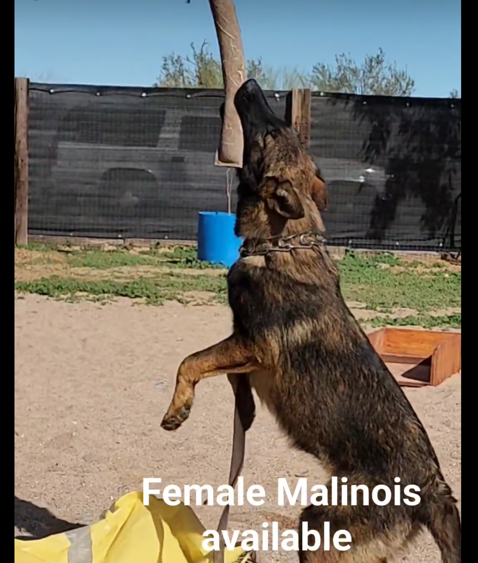 malinois