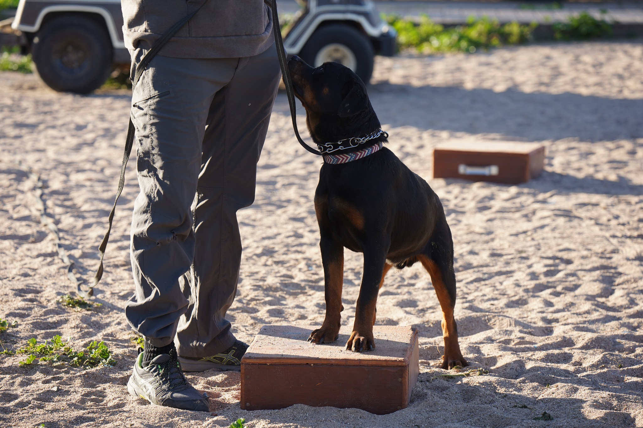 Rottweiler
