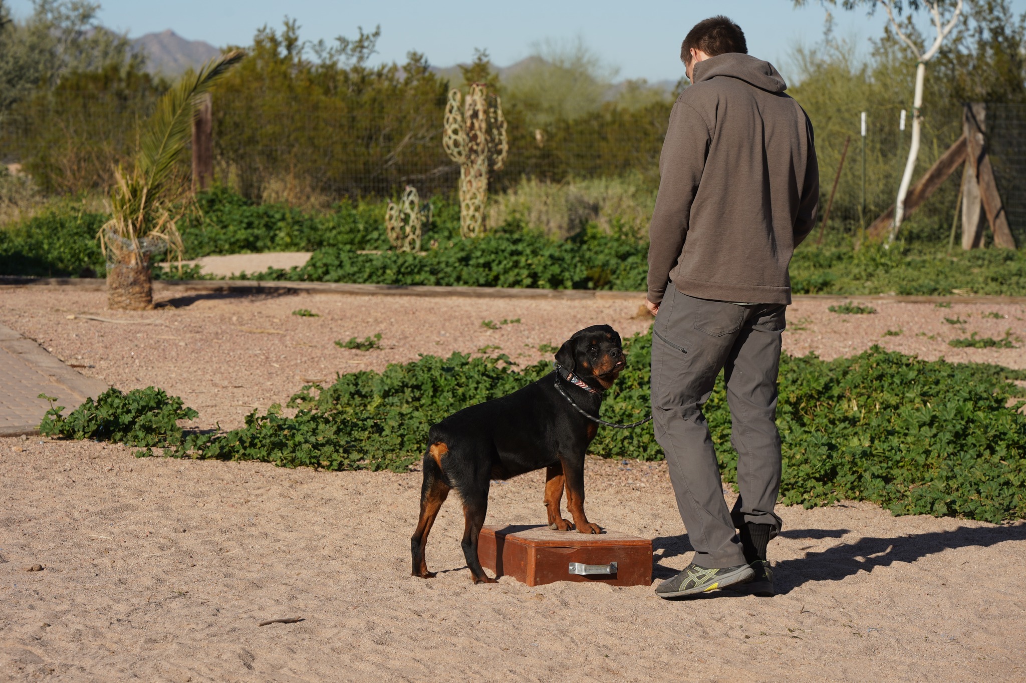 Rottweiler