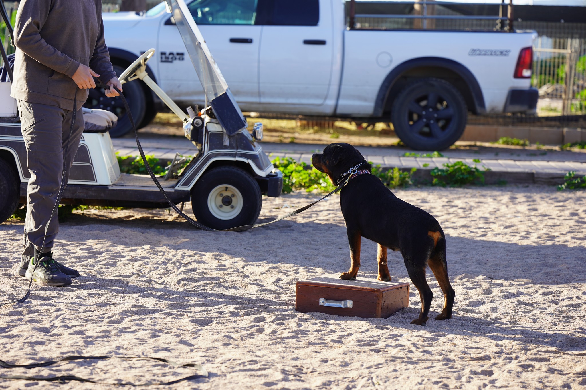 Rottweiler
