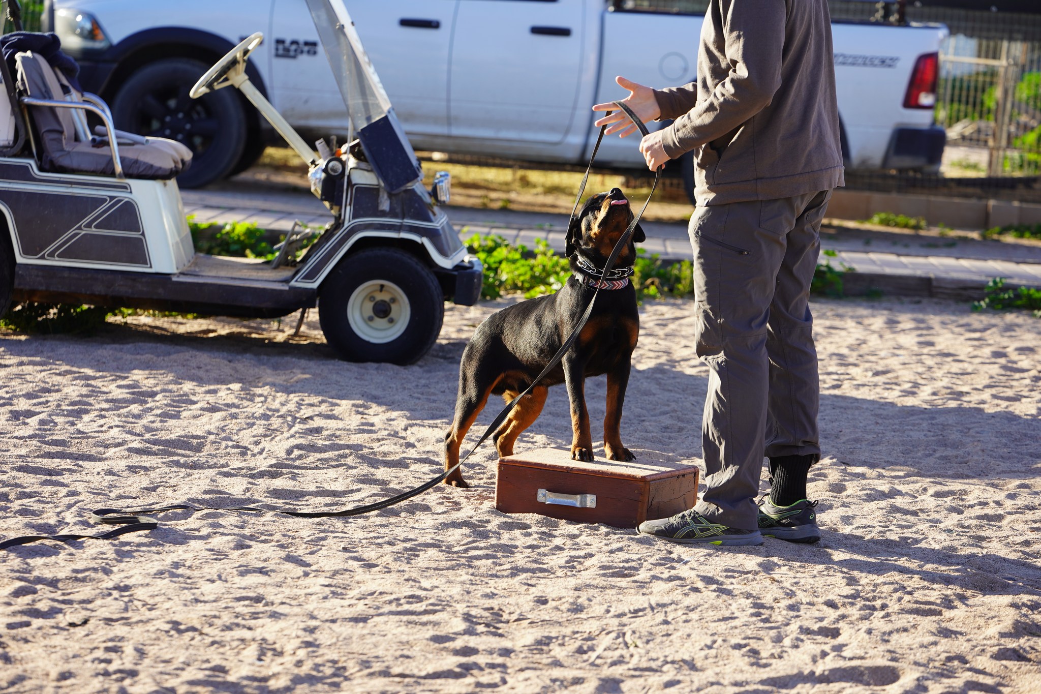 Rottweiler