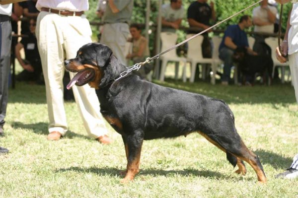 Rottweiler