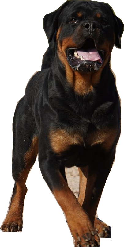 Rottweiler