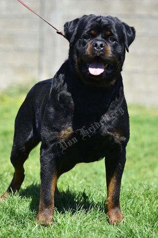 Rottweiler