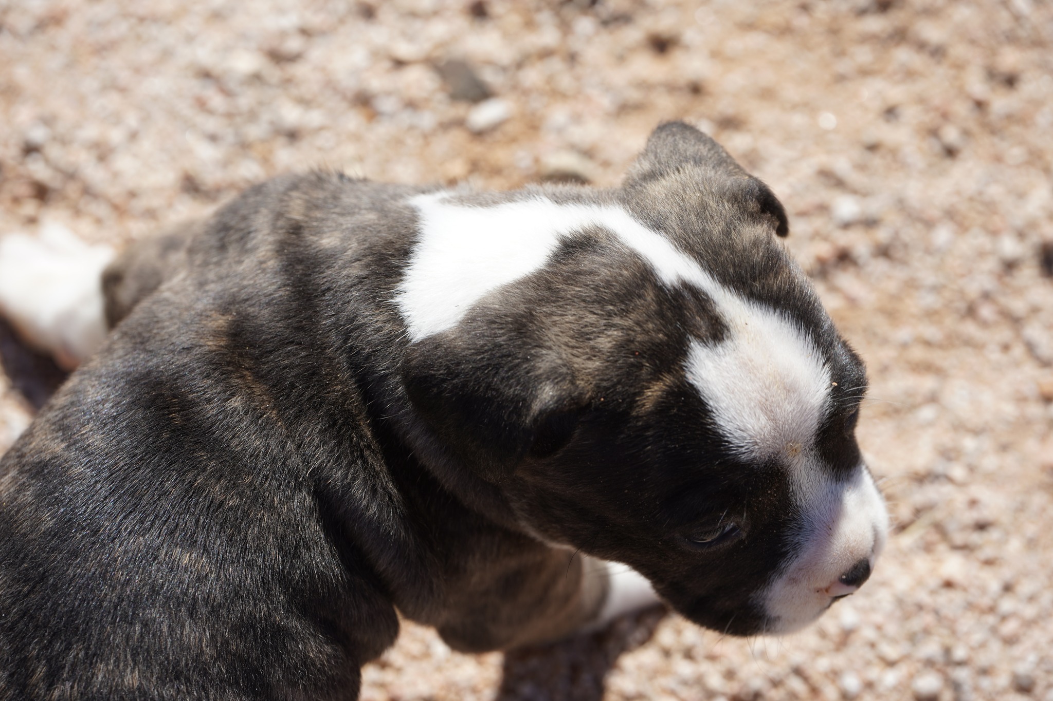 American Bandogge Mastiff