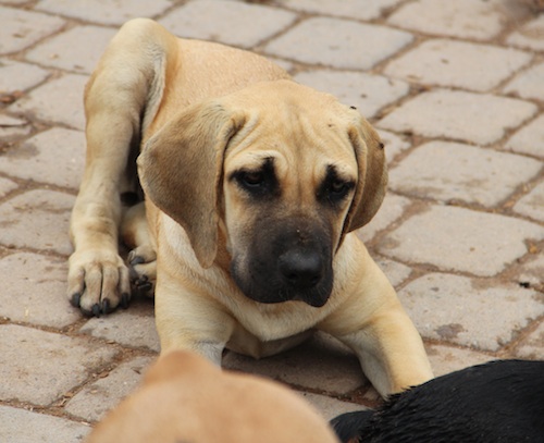 american bandogge mastiff puppies